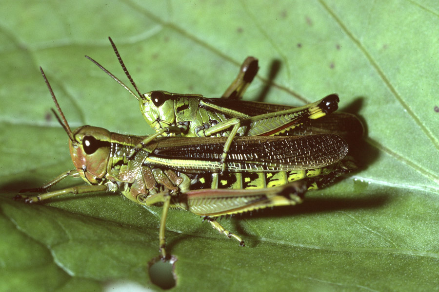 Stethophyma grossum - Sumpfschrecke, Paar