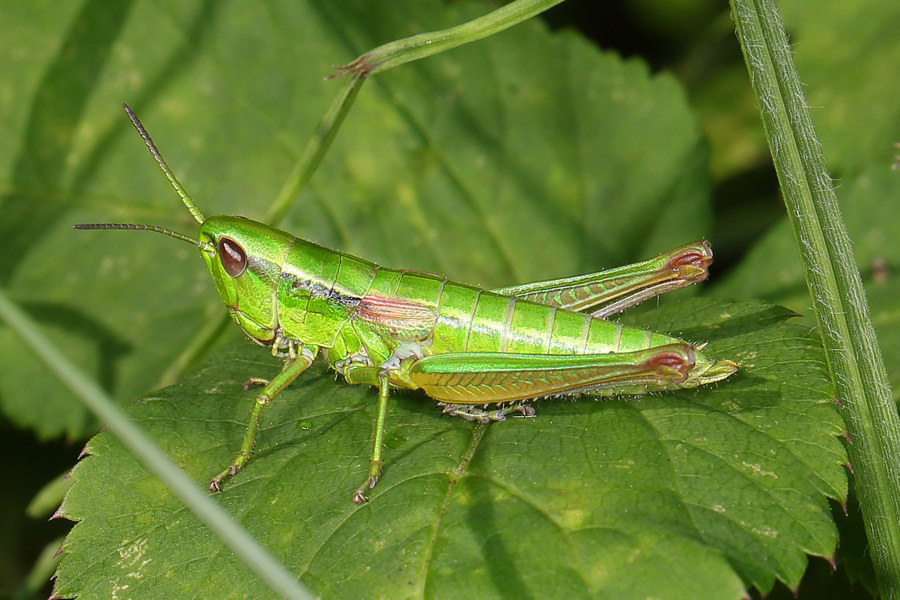 Euthystira brachyptera - Kleine Goldschrecke, Weibchen