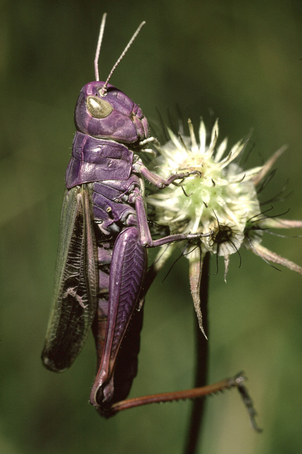 Stenobothrus lineatus - Heidegrashüpfer