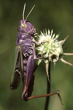 Stenobothrus lineatus - Heidegrashüpfer (1)