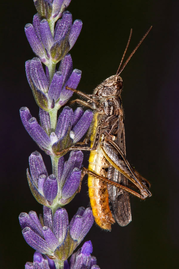 Stenobothrus rubicundus - Bunter Alpengrashüpfer