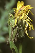 Omocestus viridulus - Bunter Grashüpfer