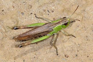 Chorthippus montanus bzw. parallelus - Sumpfgrashüpfer bzw. Gemeiner Grashüpfer, hkbs