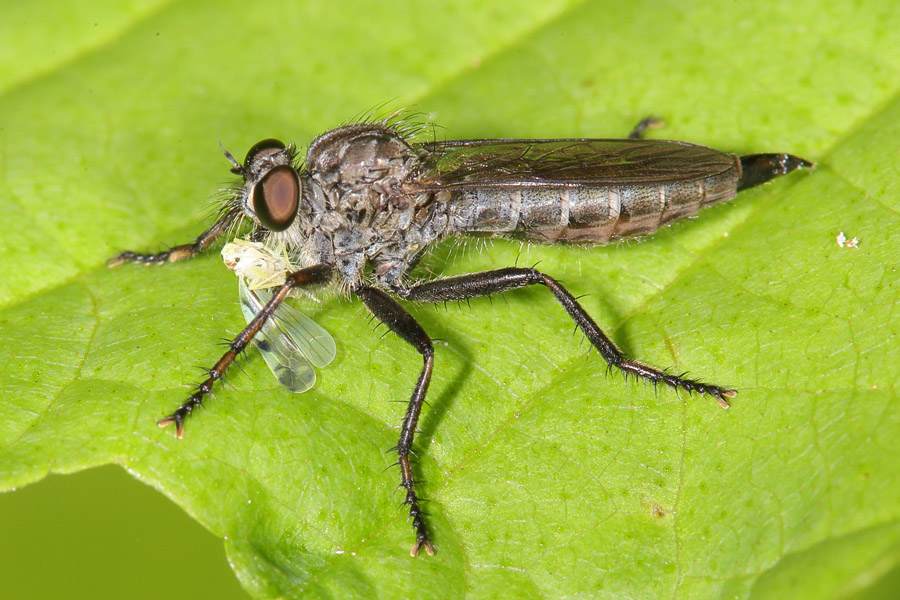 Machimus cf.arthtiticus - Seiden-Raubfliege, mit Beute