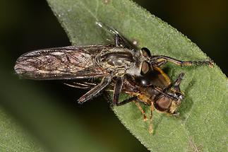 Tolmerus atricapillus - Gemeine Raubfliege, Männchen mit Beute