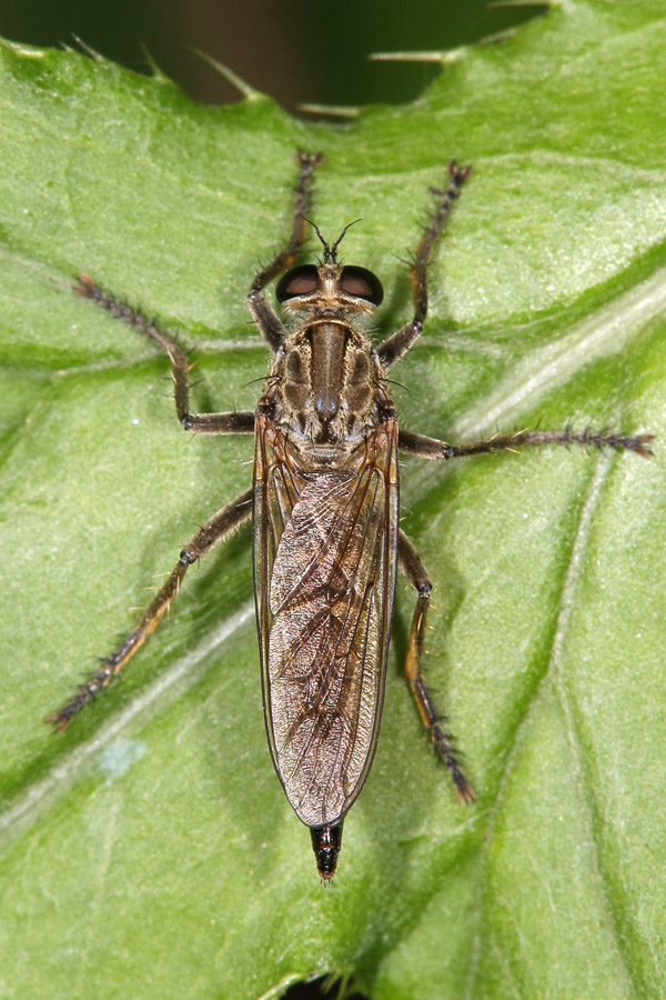 Tolmerus atricapillus - Gemeine Raubfliege, Weibchen