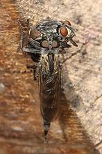 Tolmerus atricapillus - Gemeine Raubfliege, Weibchen mit Beute