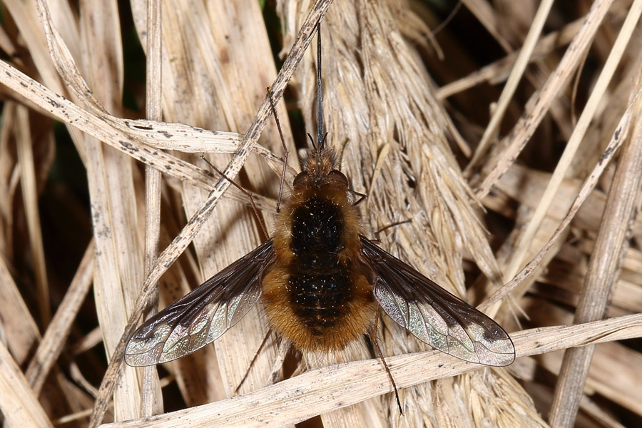 Bombylius major - Großer Wollschweber