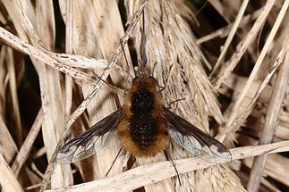 Bombylius major - Großer Wollschweber (1)