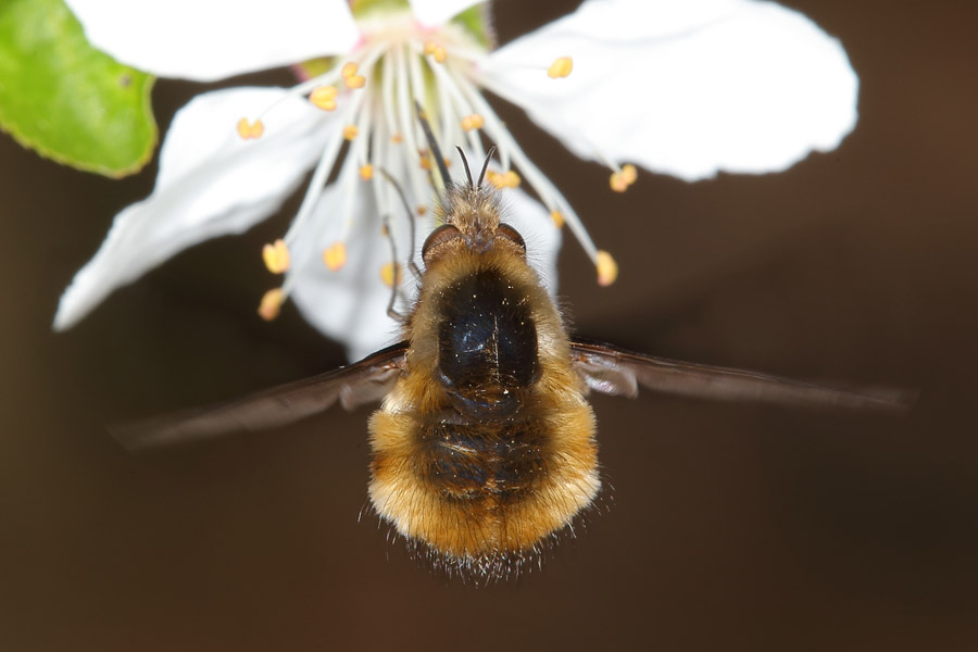 Bombylius major - Großer Wollscheber