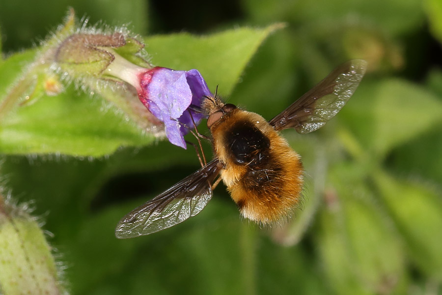 Bombylus major - Großer Wollschweber