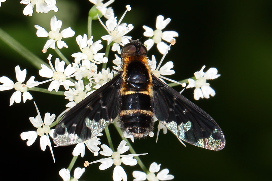 Hemipenthes maura - Trauerschweber