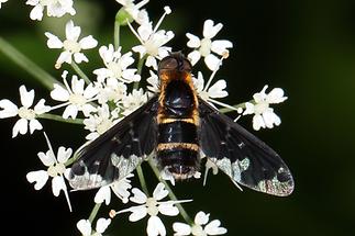 Hemipenthes maura - Trauerschweber (1)