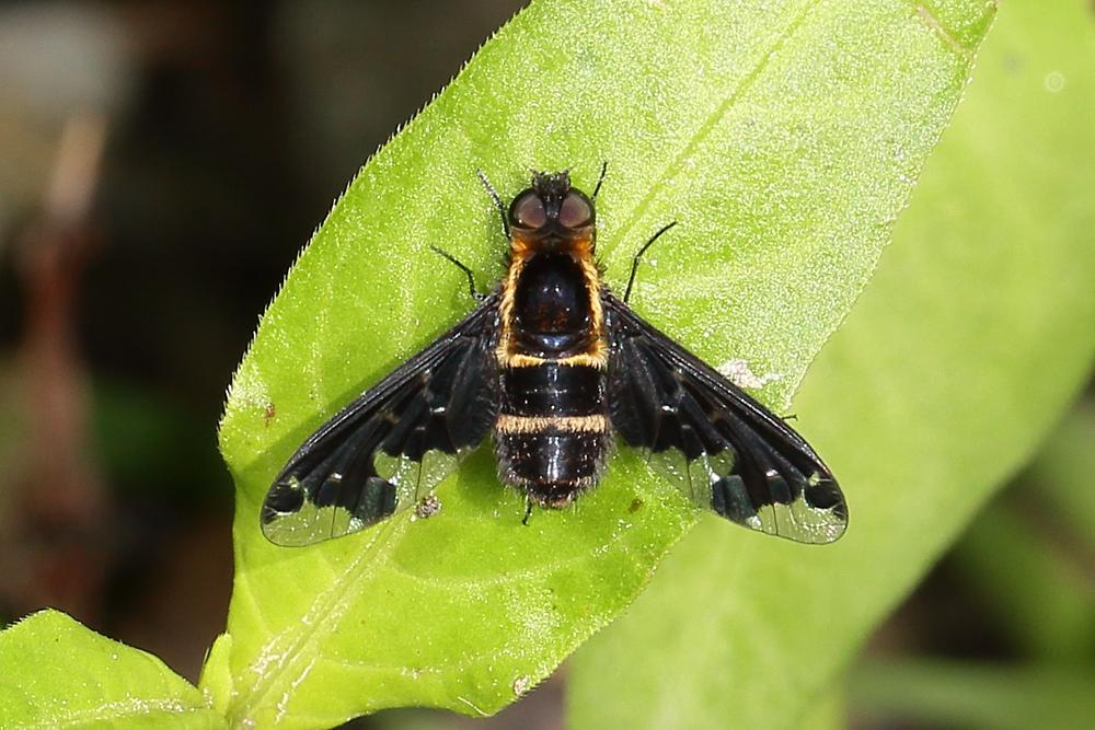 Hemipenthes maura - Trauerschweber