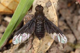 Hemipenthes morio - kein dt. Name bekannt