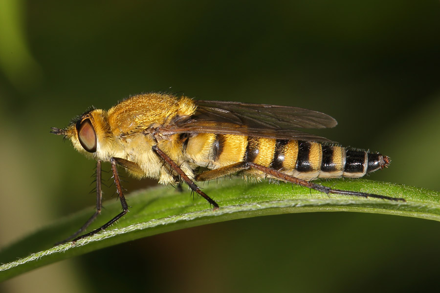 Thereva nobilitata - Gewöhnliche Stilettfliege