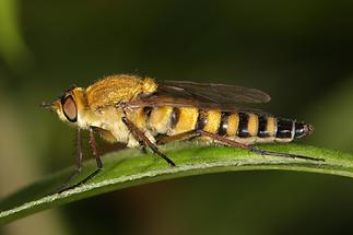 Thereva nobilitata - Gewöhnliche Stilettfliege (1)