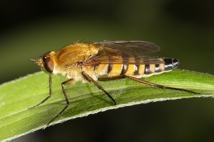 Thereva nobilitata - Gewöhnliche Stilettfliege