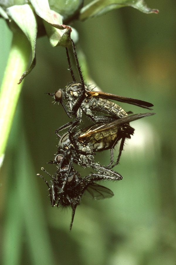 Empis cf. tesselata - Gefleckte Tanzfliege, Paar mit Brautgeschenk