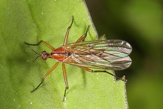 Empis stercorea - Rotbraune Tanzfliege