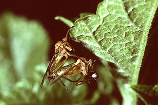 Empis stercorea - Rotbraune Tanzfliege, mit Pseudo-Brautgeschenk