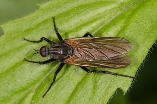 Empis tesselata - Gewürfelte Tanzfliege (1)