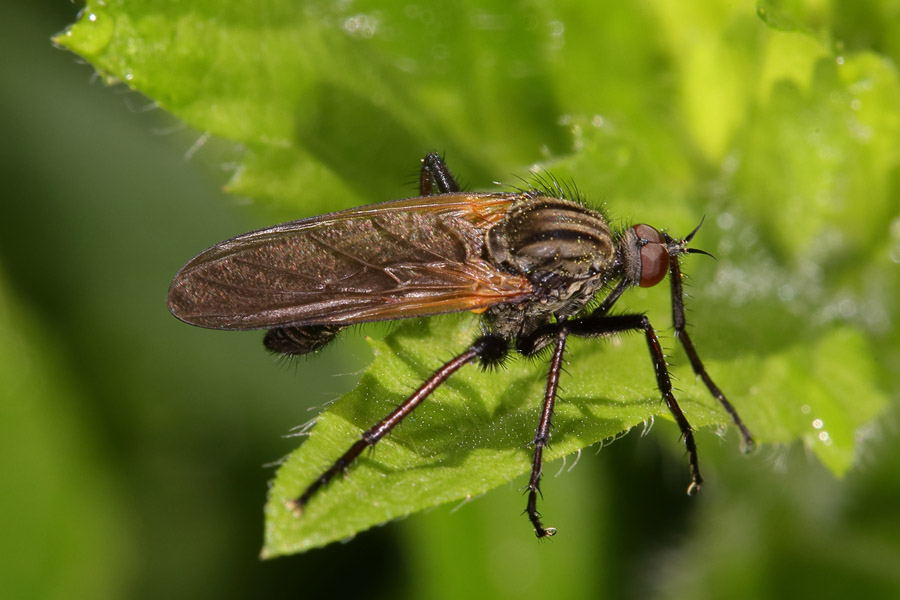 Empis tesselata - Gewürfelte Tanzfliege