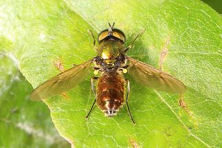 Chloromyia formosa - Grünglänzende Waffenfliege (2)