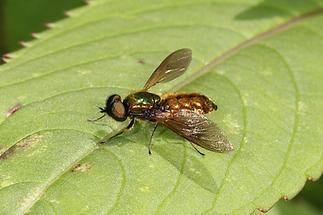 Chloromyia formosa - kein dt. Name bekannt, Männchen