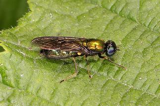 Chloromyia formosa - kein dt. Name bekannt, Weibchen