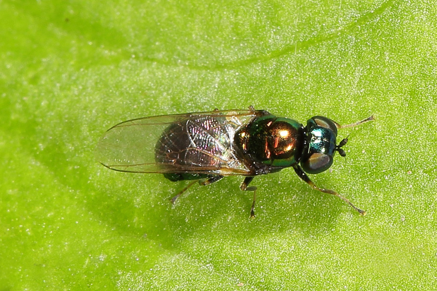 Microchrysa polita - Grünglänzende Waffenfliege