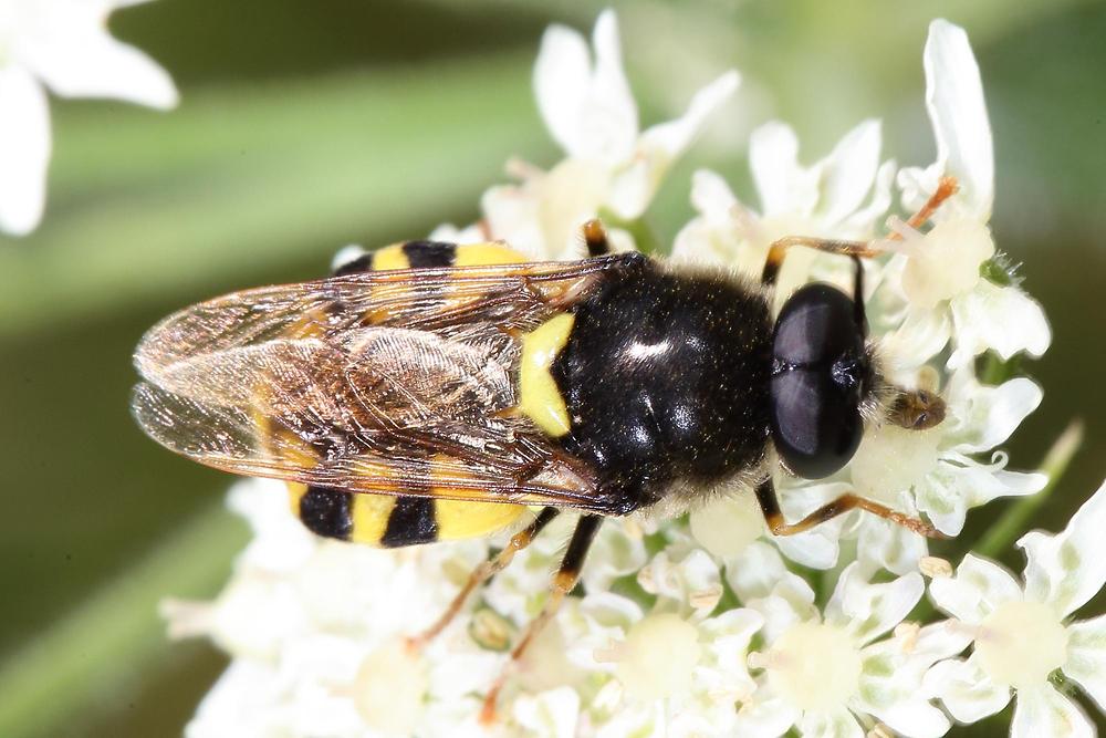 Stratiomys chamaeleon - Gemeine Waffenfliege