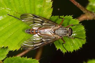 Rhagio scolopaceus - Gemeine Schnepfenfliege (1)