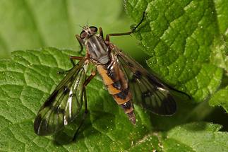 Rhagio scolopaceus - Gemeine Schnepfenfliege (2)