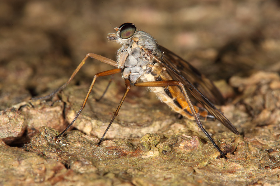 Rhagio scolopaceus - Gemeine Schnepfenfliege