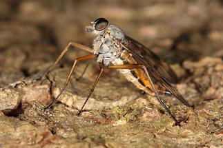 Rhagio scolopaceus - Gemeine Schnepfenfliege (3)