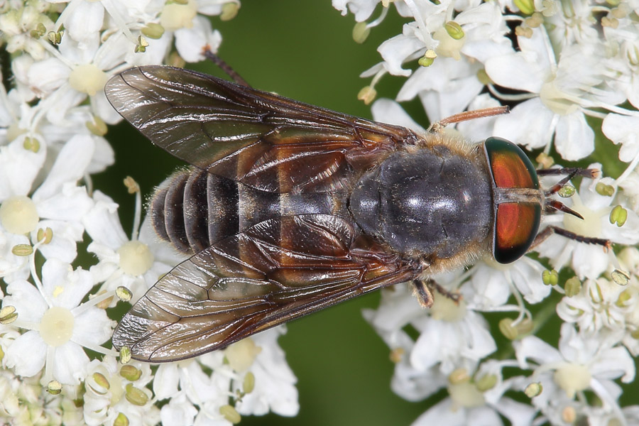 Hybomitra montana - kein dt. Name bekannt, Weibchen