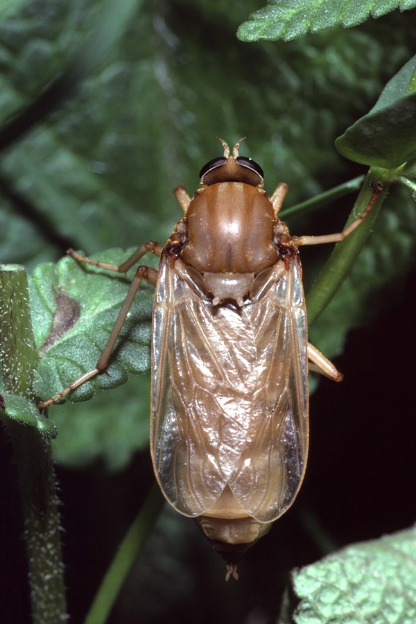 Coenomyia ferruginea - Stinkfliege