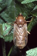 Coenomyia ferruginea - Stinkfliege (1)