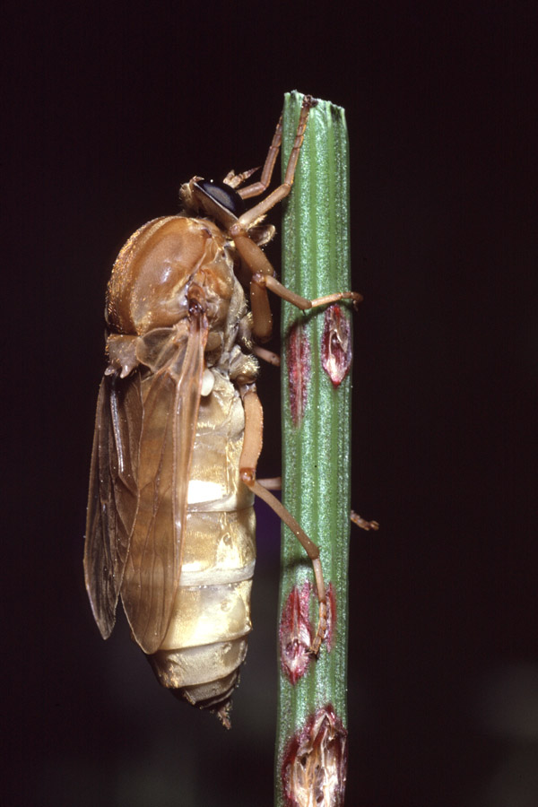 Coenomyia ferruginea - Stinkfliege