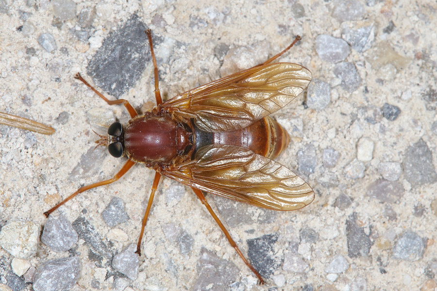 Coenomyia ferruginea - Stinkfliege, Weibchen