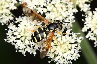 Chrysotoxum arcuatum - Späte Wespenschwebfliege, auf ... sitzend