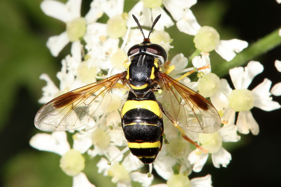 Chrysotoxum bicinctum - Zweiband-Wespenschwebfliege, auf Dolden sitzend