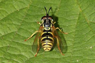 Chrysoroxum verrelli - Verrall´s Wespenschwebfliege, auf Blatt sitzend