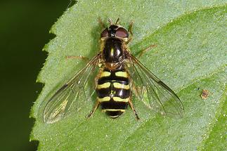 Dasyrphus venustus - Gemeine Waldschwebfliege, Weibchen (1)