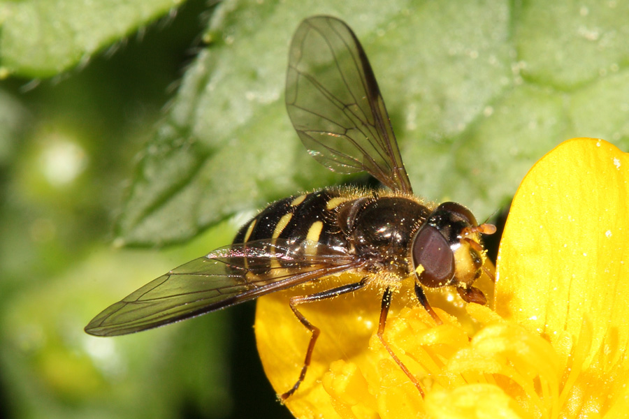 Dasyrphus venustus - Gemeine Waldschwebfliege, Weibchen