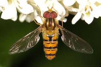 Episyrphus balteatus - Winterschwebfliege, Männchen (1)