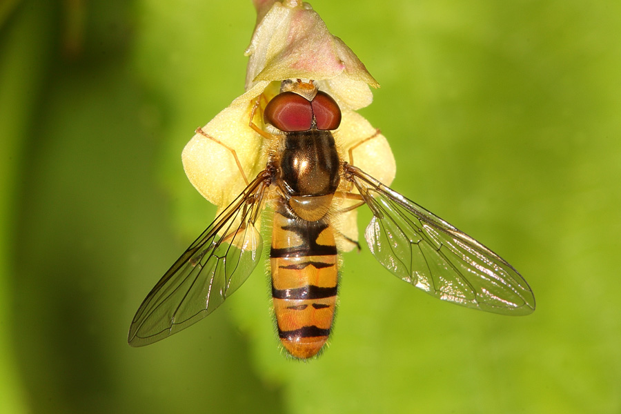 Episyrphus balteatus - Winterschwebfliege, Männchen