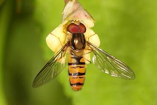 Episyrphus balteatus - Winterschwebfliege, Männchen (2)