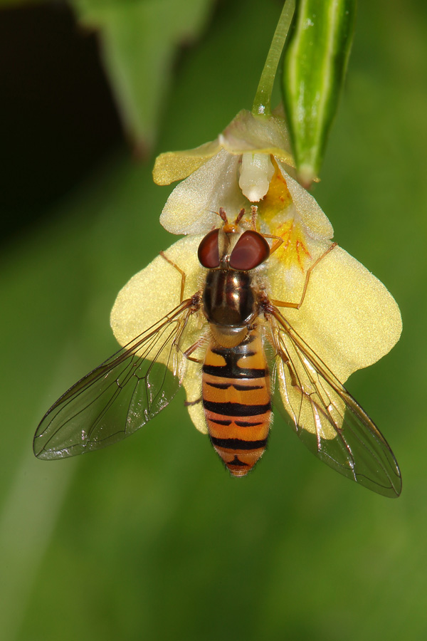 Episyrphus balteatus - Winterschwebfliege, Weibchen